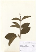藏品(紫鈴藤)的圖片